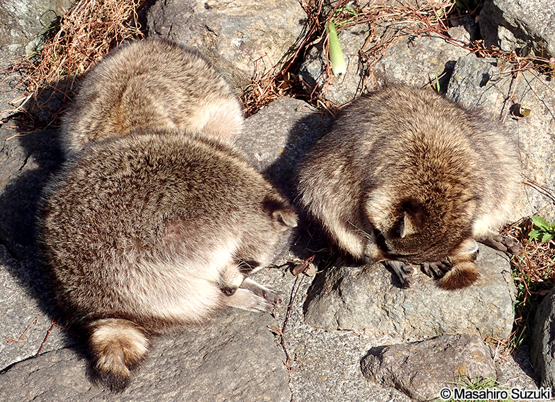 アライグマ Procyon lotor