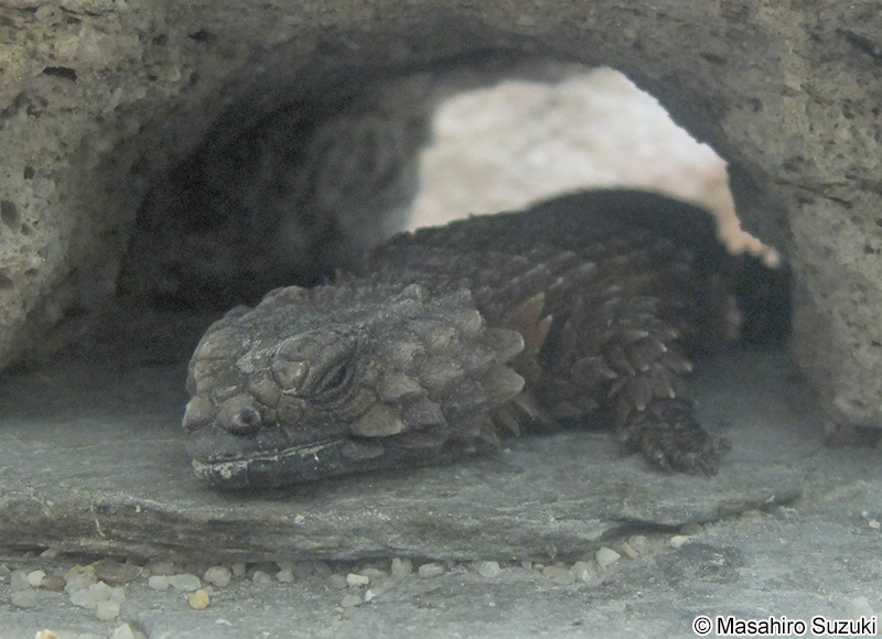 アルマジロトカゲ Ouroborus cataphractus