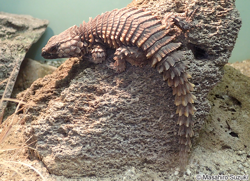 アルマジロトカゲ Ouroborus cataphractus