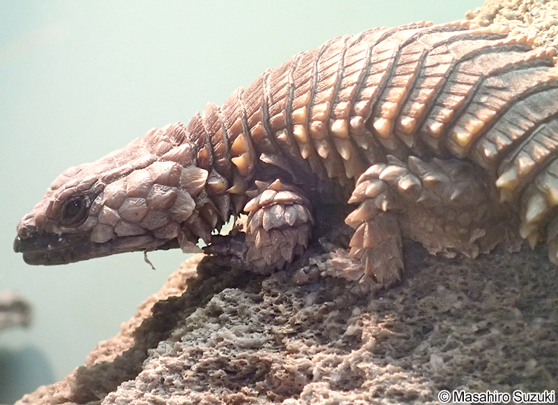 アルマジロトカゲ Ouroborus cataphractus
