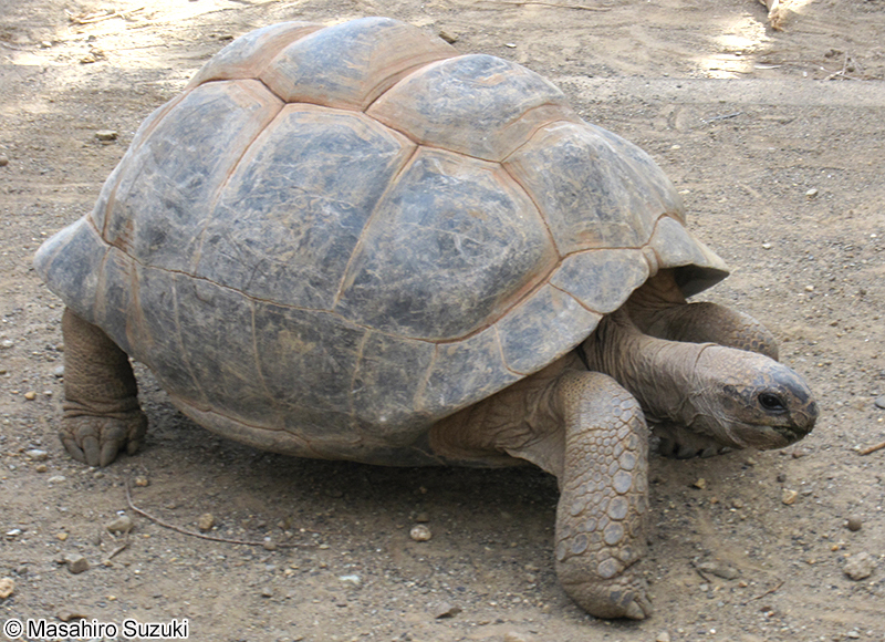 アルダブラゾウガメ Aldabrachelys gigantea