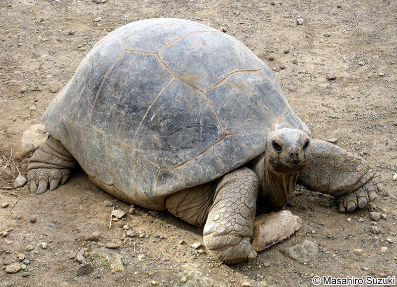 アルダブラゾウガメ Aldabrachelys gigantea