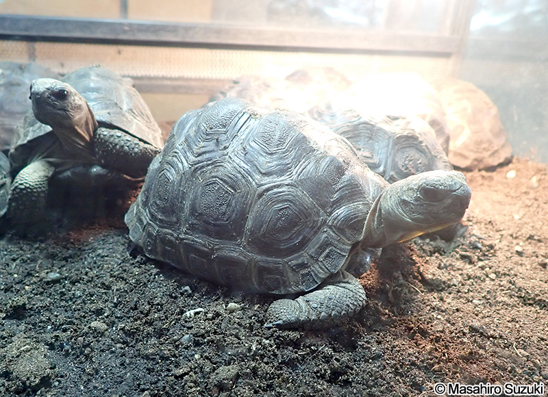 アルダブラゾウガメ Aldabrachelys gigantea