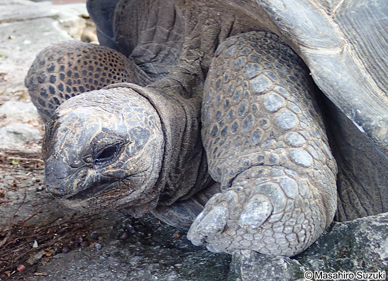 アルダブラゾウガメ Aldabrachelys gigantea