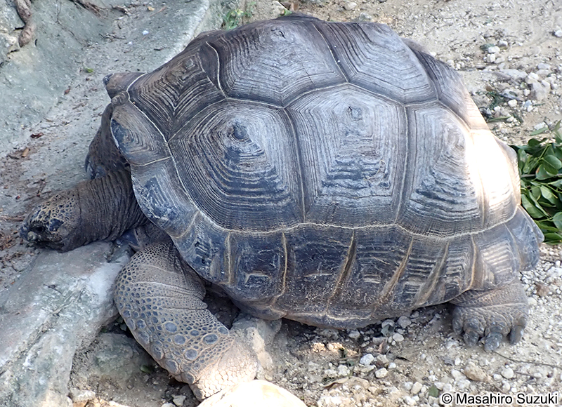 アルダブラゾウガメ Aldabrachelys gigantea
