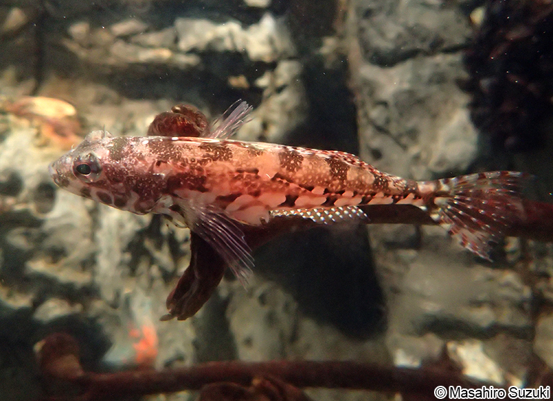 アサヒアナハゼ Pseudoblennius cottoides