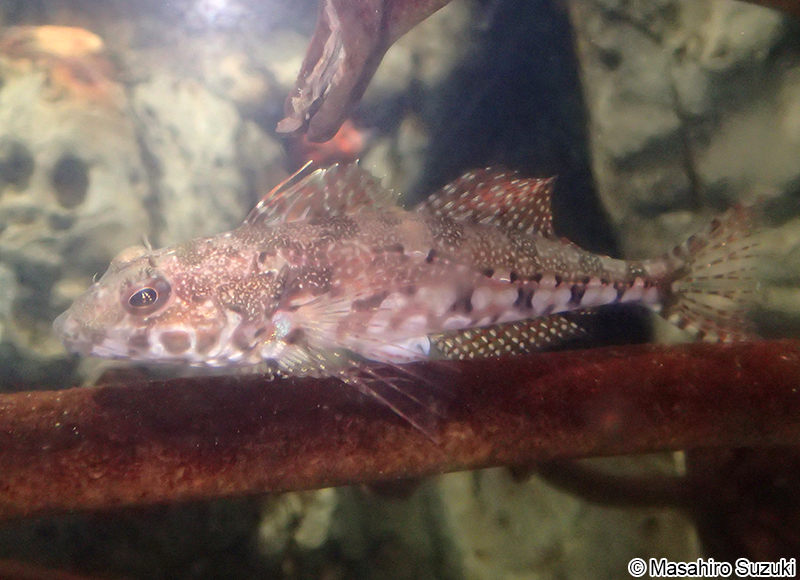 アサヒアナハゼ Pseudoblennius cottoides