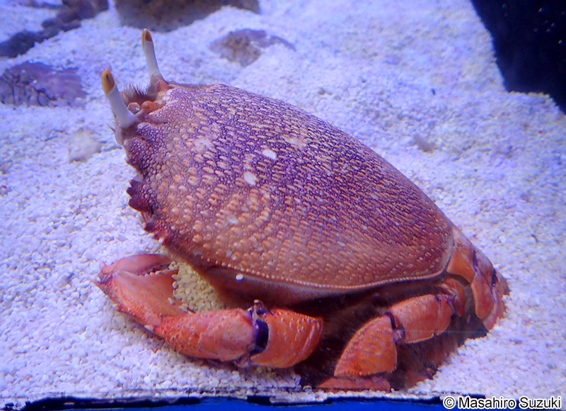 アサヒガニ Ranina ranina