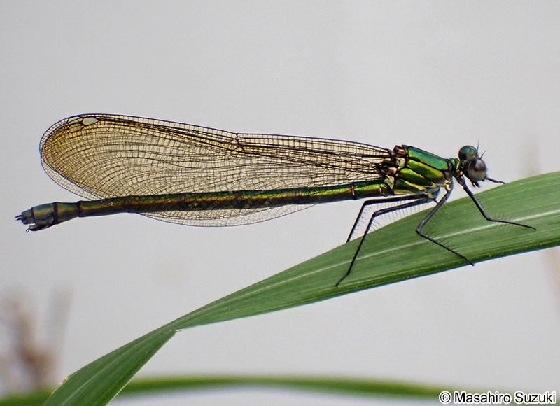 アサヒナカワトンボ Mnais pruinosa