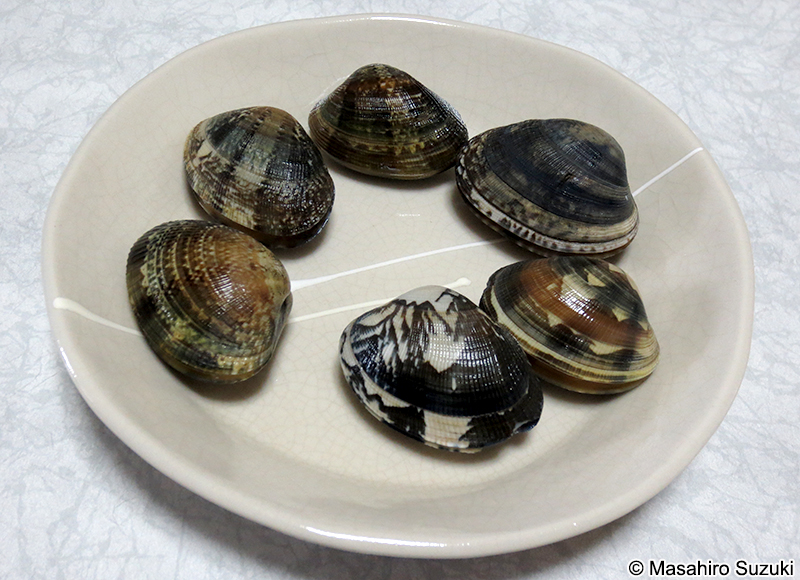 アサリ Ruditapes philippinarum