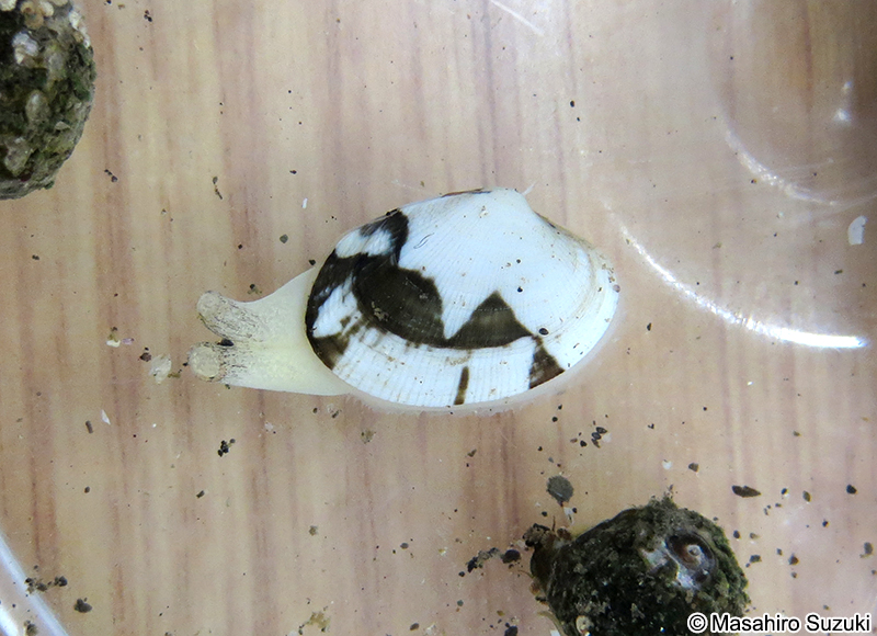 アサリ Ruditapes philippinarum