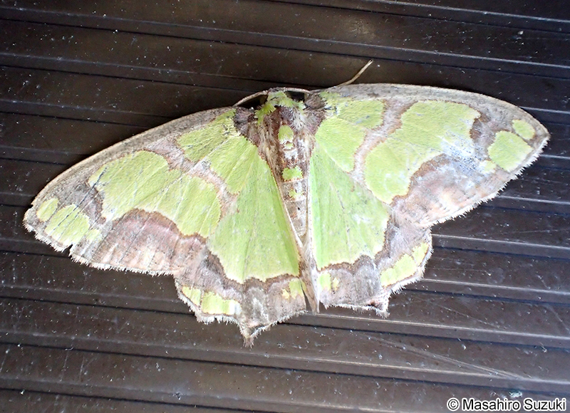 アシブトチズモンアオシャク Agathia visenda curvifiniens