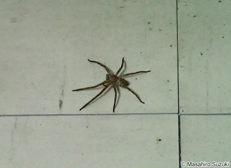 アシダカグモ Heteropoda venatoria