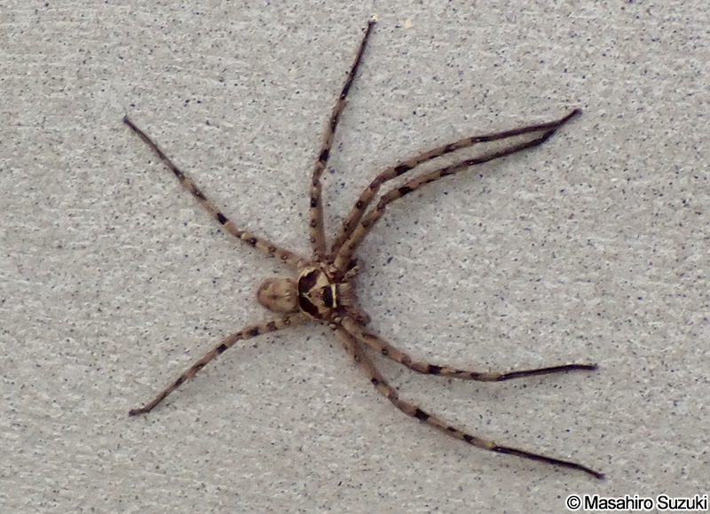 アシダカグモ Heteropoda venatoria