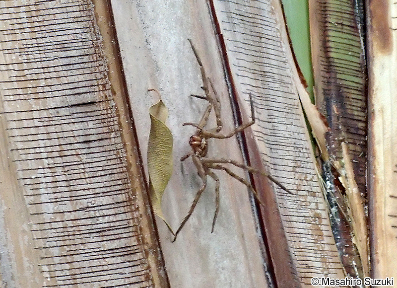 アシダカグモ Heteropoda venatoria