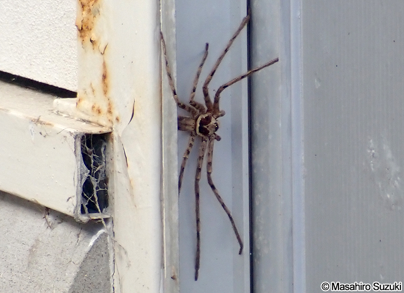 アシダカグモ Heteropoda venatoria