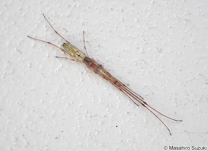 アシナガグモ Tetragnatha praedonia