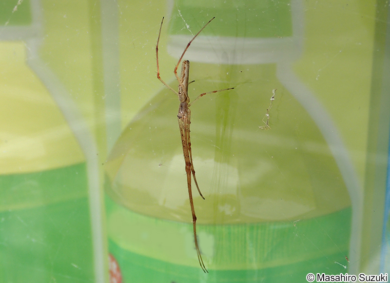 アシナガグモ Tetragnatha praedonia