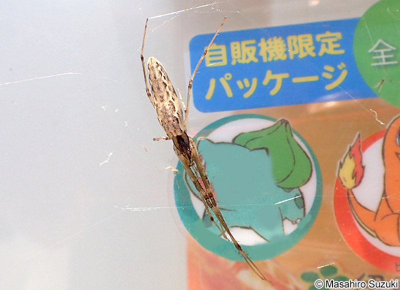 アシナガグモ Tetragnatha praedonia