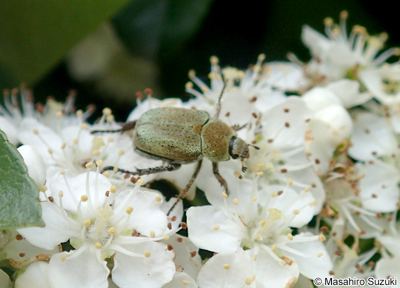 アシナガコガネ Hoplia communis