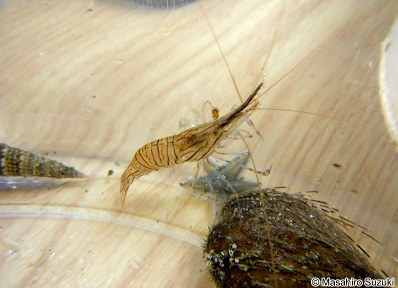 アシナガスジエビ　Palaemon ortmanni