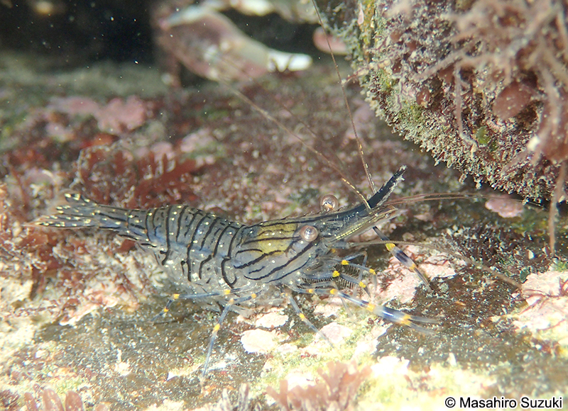アシナガスジエビ　Palaemon ortmanni