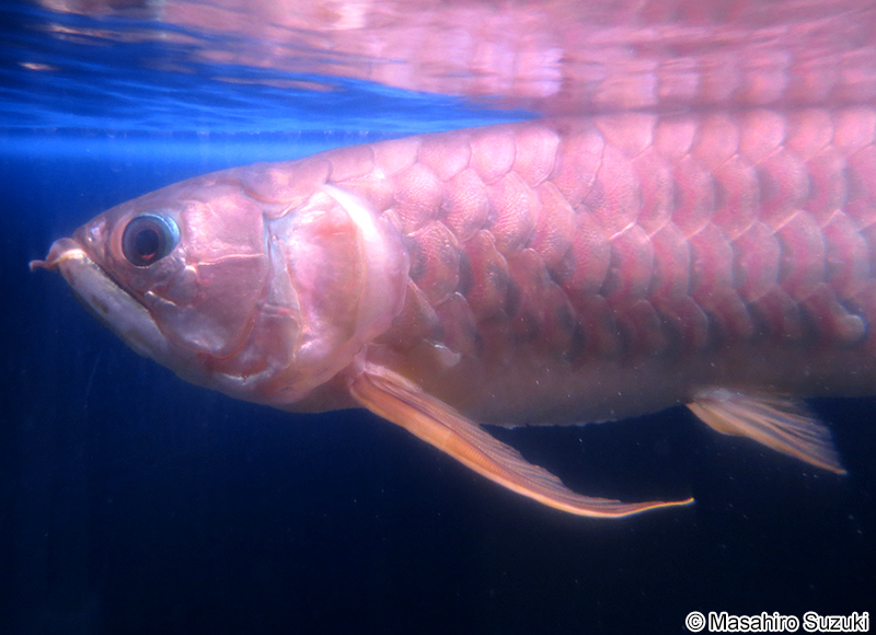 アジアアロワナ Scleropages formosus