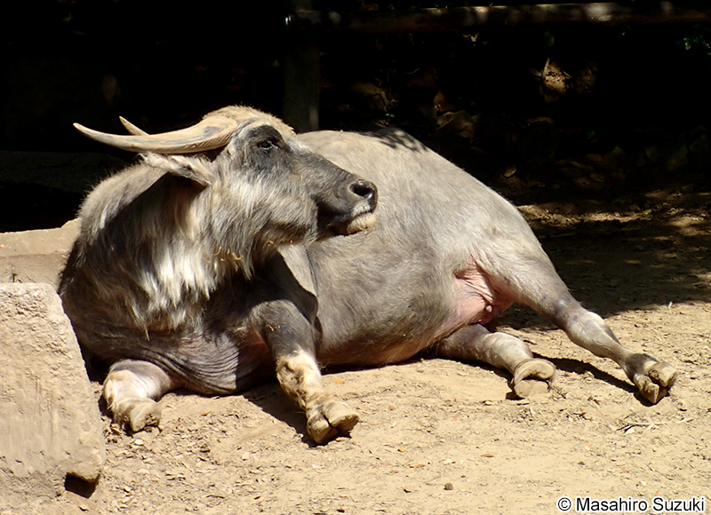 スイギュウ Bubalus bubalis