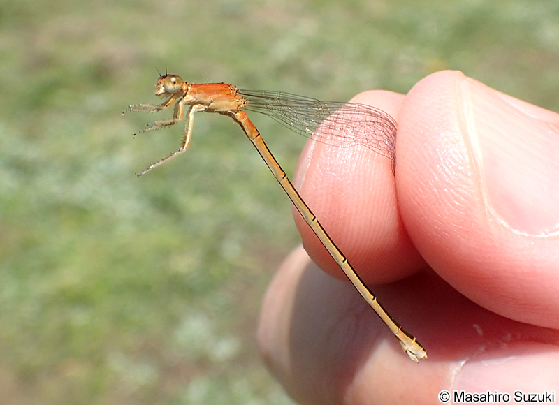 アジアイトトンボ Ischnura asiatica