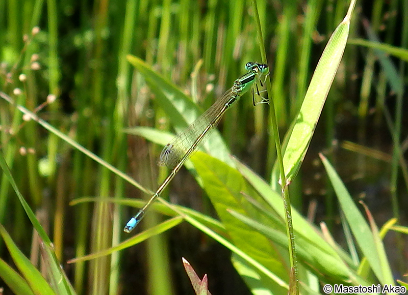 アジアイトトンボ Ischnura asiatica