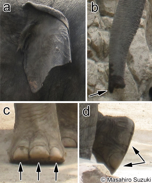 アジアゾウの特徴