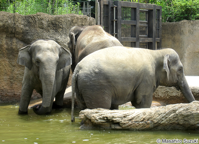 インドゾウ Elephas maximus indicus