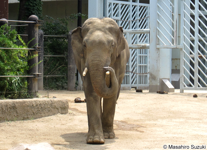 インドゾウ Elephas maximus indicus