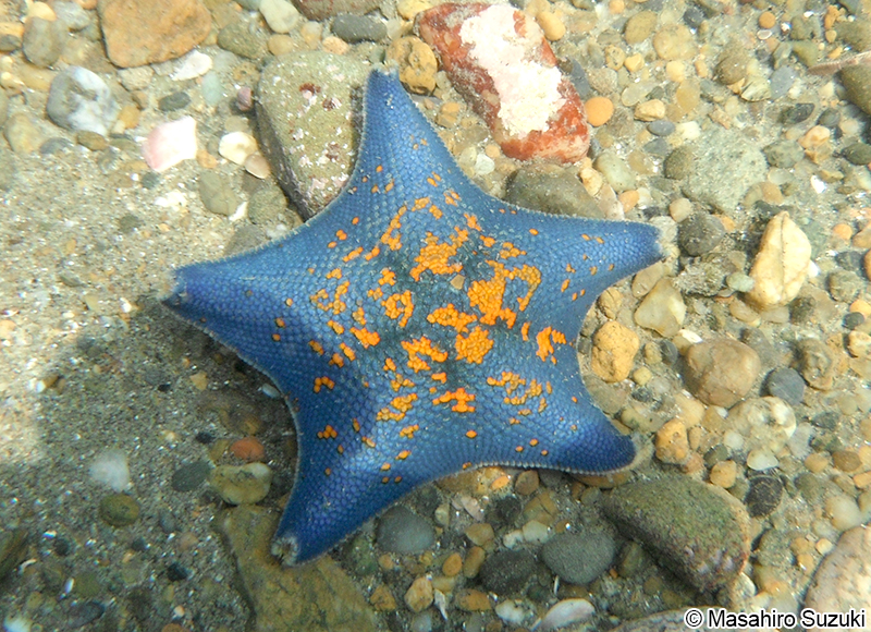 イトマキヒトデ Patiria pectinifera