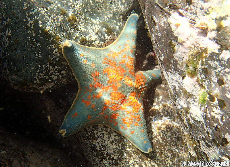 イトマキヒトデ Patiria pectinifera