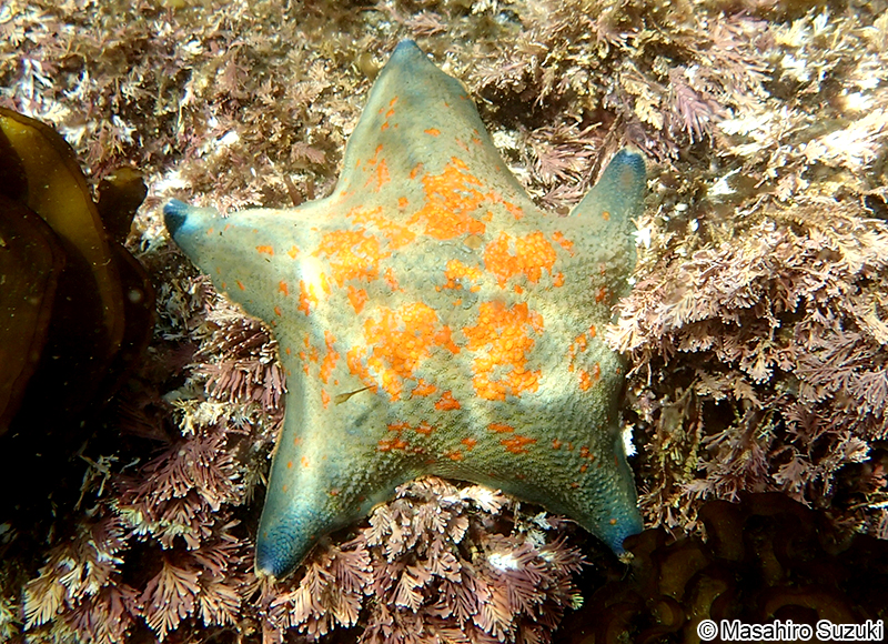 イトマキヒトデ Patiria pectinifera