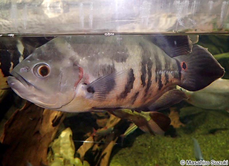 アストロノトゥス（オスカー） Astronotus ocellatus