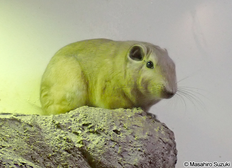 アトラスグンディ Ctenodactylus gundi