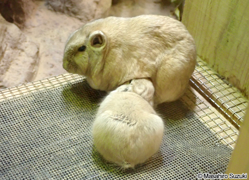 アトラスグンディ Ctenodactylus gundi