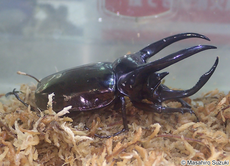 アトラスオオカブト Chalcosoma atlas
