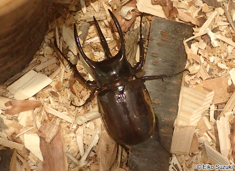 アトラスオオカブト Chalcosoma atlas