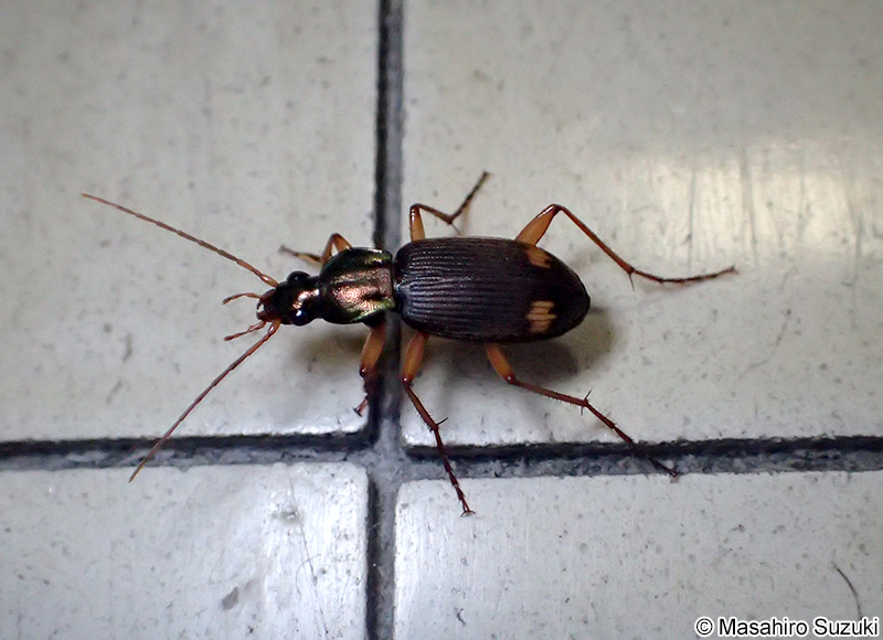 アトボシアオゴミムシ Chlaenius naeviger