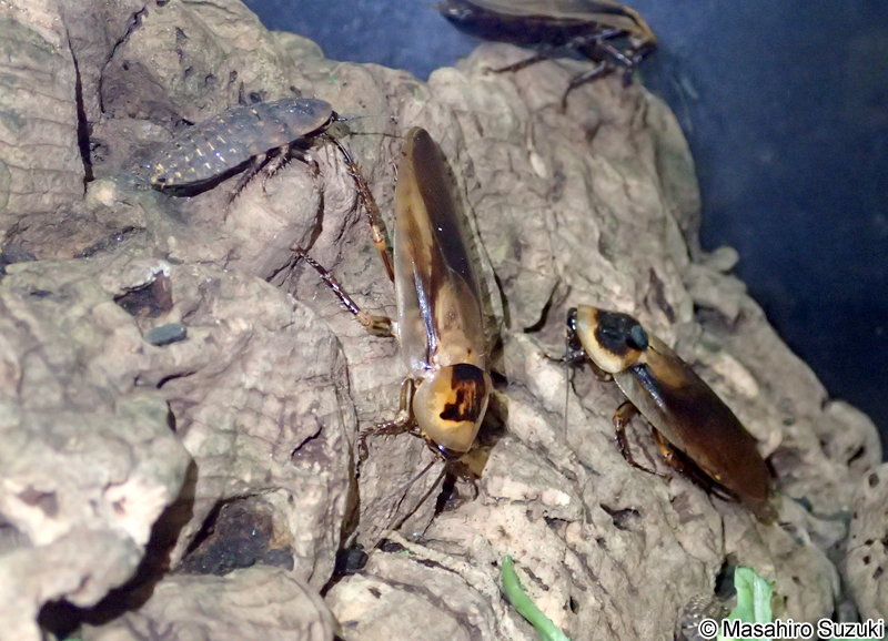 アトロポスドクロゴキブリ Blaberus atropus