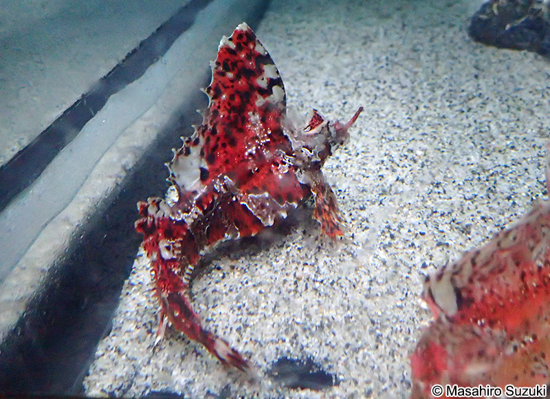 アツモリウオ Agonomalus proboscidalis