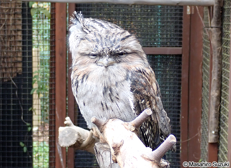 オーストラリアガマグチヨタカ Podargus strigoides