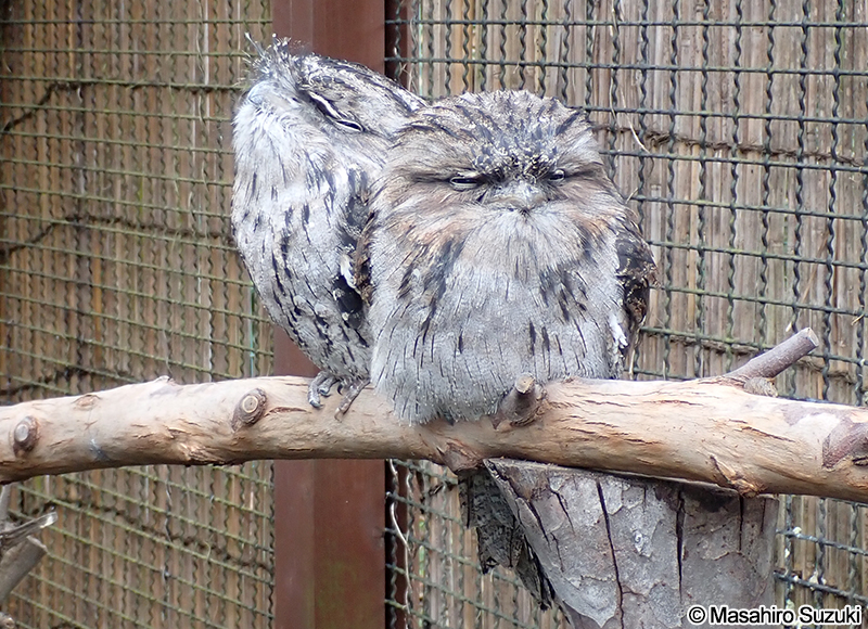 オーストラリアガマグチヨタカ Podargus strigoides
