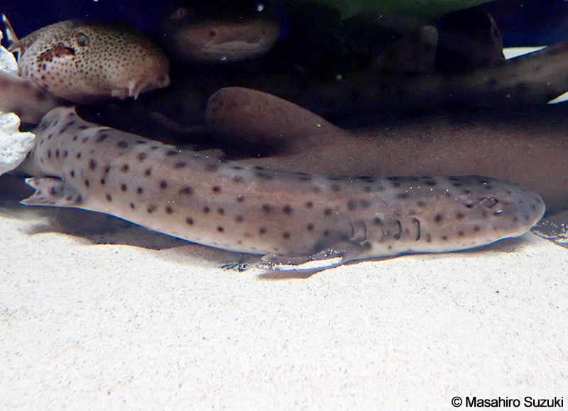 オーストラリアン・マーブル・キャットシャーク Atelomycterus macleayi