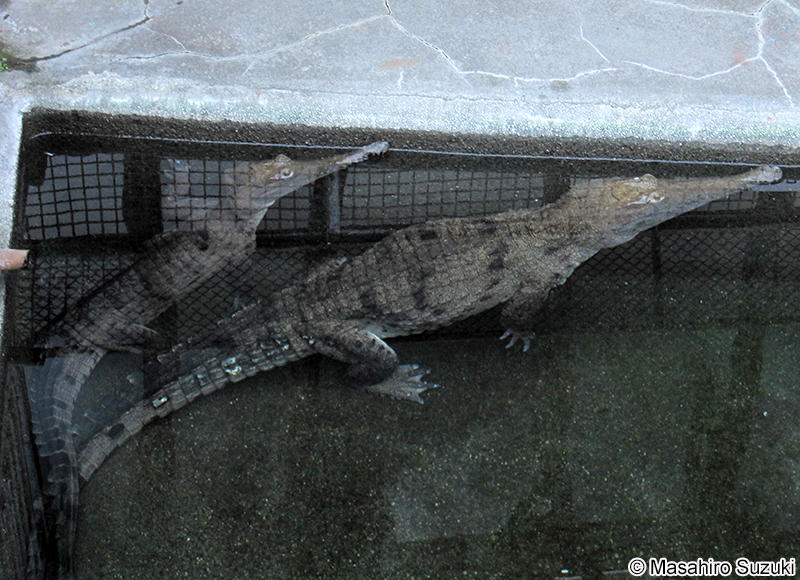 オーストラリアワニ Crocodylus johnsoni