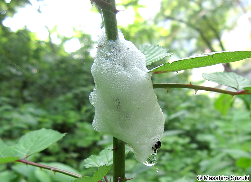 アワフキムシ Cercopoidea