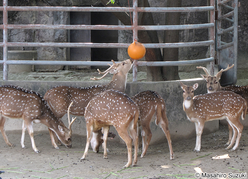 アクシスジカ Axis axis